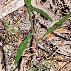 Senecio prenanthoides at Glen Fergus, NSW - 19 Nov 2022 09:58 AM