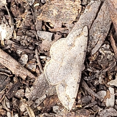 Taxeotis intextata (Looper Moth, Grey Taxeotis) at Glen Fergus, NSW - 19 Nov 2022 by trevorpreston