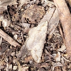 Taxeotis intextata at Glen Fergus, NSW - 19 Nov 2022