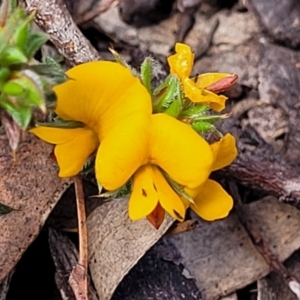 Pultenaea procumbens at Glen Fergus, NSW - 19 Nov 2022