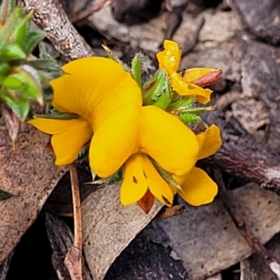 Pultenaea procumbens (Bush Pea) at Glen Fergus, NSW - 19 Nov 2022 by trevorpreston