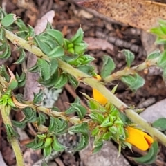 Pultenaea procumbens at Glen Fergus, NSW - 19 Nov 2022