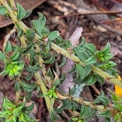 Pultenaea procumbens at Glen Fergus, NSW - 19 Nov 2022