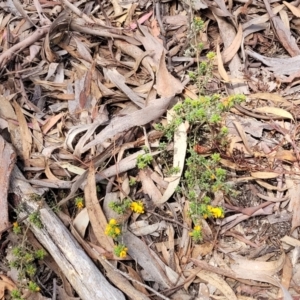 Pultenaea procumbens at Glen Fergus, NSW - 19 Nov 2022 09:56 AM