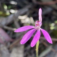 Caladenia carnea (Pink Fingers) at Yaouk, NSW - 18 Nov 2022 by AnneG1