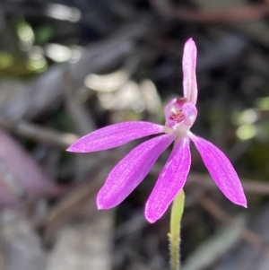 Caladenia carnea at Yaouk, NSW - 19 Nov 2022