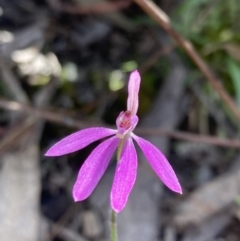 Caladenia carnea at Yaouk, NSW - 19 Nov 2022