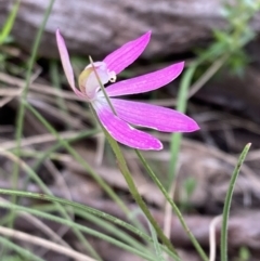 Caladenia carnea at Yaouk, NSW - 19 Nov 2022