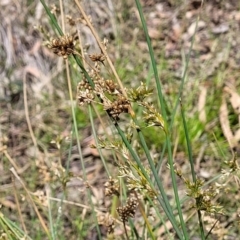 Juncus sp. (A Rush) at Glen Fergus, NSW - 19 Nov 2022 by trevorpreston