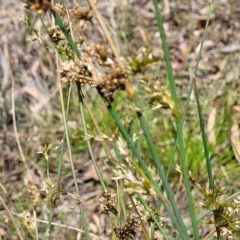 Juncus sp. at Glen Fergus, NSW - 19 Nov 2022