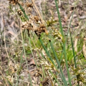 Juncus sp. at Glen Fergus, NSW - 19 Nov 2022 09:55 AM