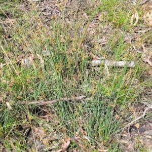 Juncus sp. at Glen Fergus, NSW - 19 Nov 2022 09:55 AM