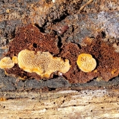 Coltriciella tasmanica at Glen Fergus, NSW - 19 Nov 2022