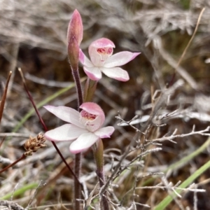 Caladenia alpina at Mount Clear, ACT - suppressed