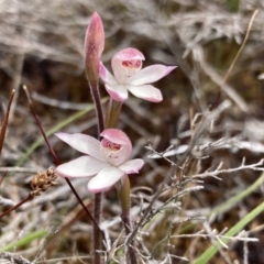 Caladenia alpina (Mountain Caps) at Mount Clear, ACT - 19 Nov 2022 by AnneG1