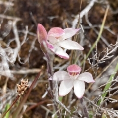 Caladenia alpina at Mount Clear, ACT - suppressed