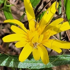 Microseris walteri (Yam Daisy, Murnong) at Glen Fergus, NSW - 19 Nov 2022 by trevorpreston