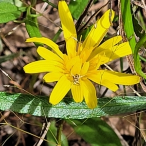 Microseris walteri at Glen Fergus, NSW - 19 Nov 2022