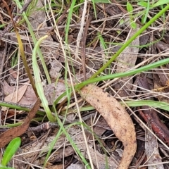 Microseris walteri at Glen Fergus, NSW - 19 Nov 2022 09:51 AM