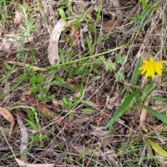 Microseris walteri at Glen Fergus, NSW - 19 Nov 2022 09:51 AM