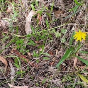 Microseris walteri at Glen Fergus, NSW - 19 Nov 2022 09:51 AM