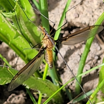 Leptotarsus (Macromastix) costalis (Common Brown Crane Fly) at Coornartha Nature Reserve - 19 Nov 2022 by trevorpreston