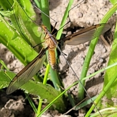 Leptotarsus (Macromastix) costalis at Glen Fergus, NSW - 19 Nov 2022 09:49 AM