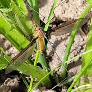 Leptotarsus (Macromastix) costalis at Glen Fergus, NSW - 19 Nov 2022 09:49 AM