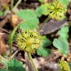 Hydrocotyle laxiflora (Stinking Pennywort) at Coornartha Nature Reserve - 19 Nov 2022 by trevorpreston