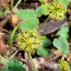 Hydrocotyle laxiflora (Stinking Pennywort) at Glen Fergus, NSW - 18 Nov 2022 by trevorpreston