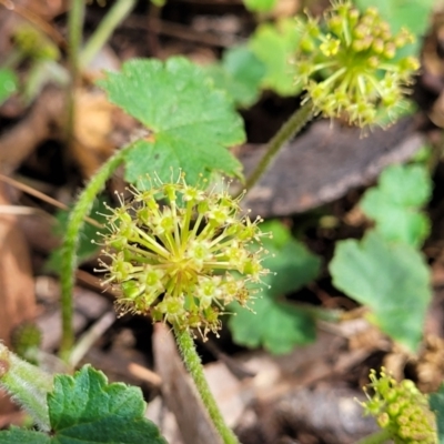 Hydrocotyle laxiflora (Stinking Pennywort) at Coornartha Nature Reserve - 19 Nov 2022 by trevorpreston