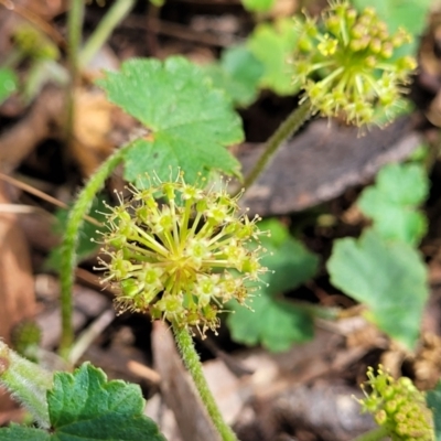 Hydrocotyle laxiflora (Stinking Pennywort) at Glen Fergus, NSW - 19 Nov 2022 by trevorpreston