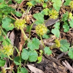 Hydrocotyle laxiflora at Glen Fergus, NSW - 19 Nov 2022