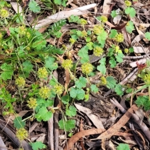 Hydrocotyle laxiflora at Glen Fergus, NSW - 19 Nov 2022