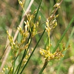 Juncus remotiflorus (Diffuse Rush) at Coornartha Nature Reserve - 19 Nov 2022 by trevorpreston