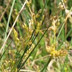 Juncus remotiflorus at Glen Fergus, NSW - 19 Nov 2022 09:48 AM