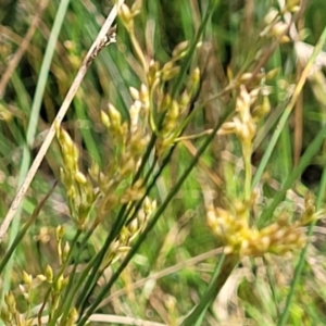 Juncus remotiflorus at Glen Fergus, NSW - 19 Nov 2022