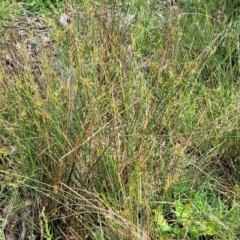 Juncus remotiflorus at Glen Fergus, NSW - 19 Nov 2022