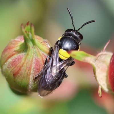 Unidentified Bee (Hymenoptera, Apiformes) at Wodonga, VIC - 20 Nov 2022 by KylieWaldon