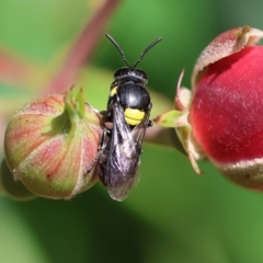 Hylaeinae (subfamily) at Wodonga, VIC - 20 Nov 2022 02:25 PM
