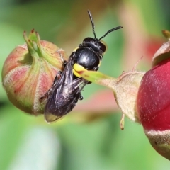 Hylaeinae (subfamily) at Wodonga, VIC - 20 Nov 2022 02:25 PM