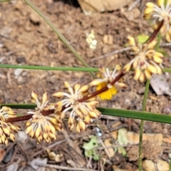 Lomandra multiflora (Many-flowered Matrush) at Coornartha Nature Reserve - 18 Nov 2022 by trevorpreston