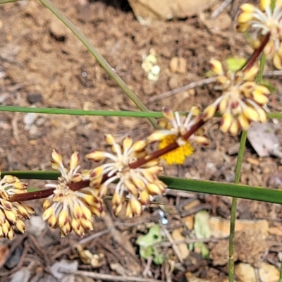 Lomandra multiflora (Many-flowered Matrush) at Coornartha Nature Reserve - 19 Nov 2022 by trevorpreston