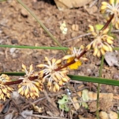 Lomandra multiflora (Many-flowered Matrush) at Glen Fergus, NSW - 18 Nov 2022 by trevorpreston
