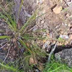 Lomandra multiflora at Glen Fergus, NSW - 19 Nov 2022