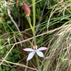 Caladenia moschata (Musky Caps) at Gibraltar Pines - 15 Nov 2022 by RosD