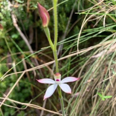 Caladenia moschata (Musky Caps) at Paddys River, ACT - 15 Nov 2022 by RosD