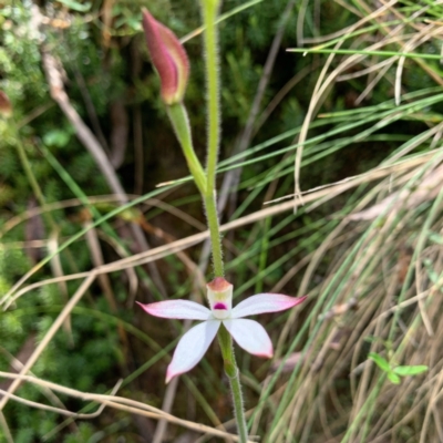 Caladenia moschata (Musky Caps) at Gibraltar Pines - 15 Nov 2022 by RosD