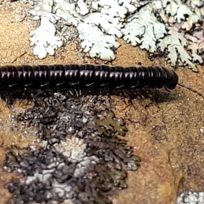 Paradoxosomatidae sp. (family) (Millipede) at Coornartha Nature Reserve - 19 Nov 2022 by trevorpreston