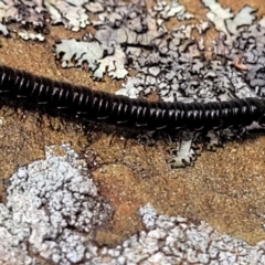 Paradoxosomatidae sp. (family) at Glen Fergus, NSW - 19 Nov 2022